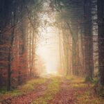 découvrez des paysages enchanteurs où la beauté de la nature s'épanouit sous vos yeux. plongez dans des panoramas époustouflants, des montagnes majestueuses aux vallées verdoyantes, et laissez-vous émerveiller par les couleurs et les lumières qui rendent chaque instant magique.
