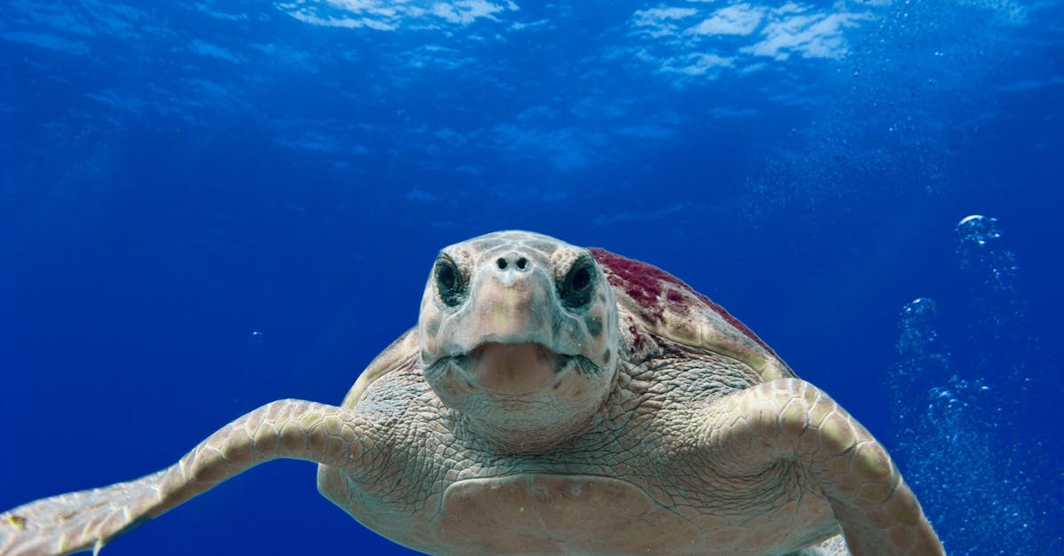 découvrez les dernières initiatives et stratégies pour la conservation des océans, essentielles à la préservation de la biodiversité marine et à la lutte contre le changement climatique. engagez-vous pour un avenir durable en protégeant nos précieux écosystèmes marins.