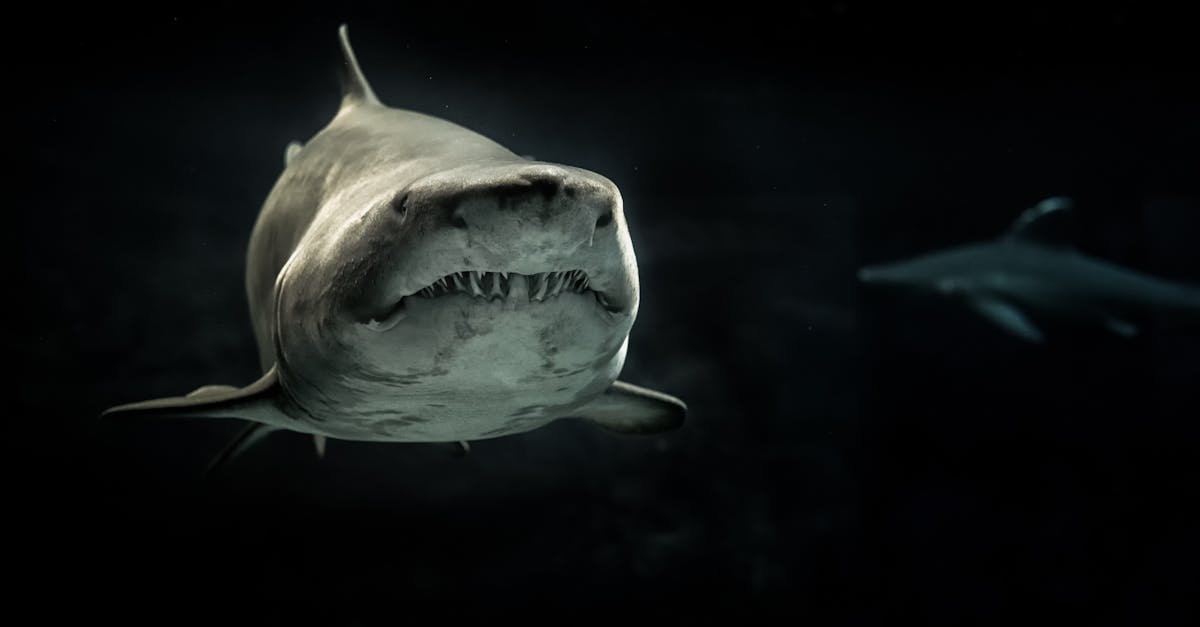 découvrez tout sur les poissons enceints, leur reproduction fascinante, les soins à apporter et leur comportement pendant la gestation. plongez dans l'univers aquatique des poissons gravides et apprenez comment assurer le bien-être de ces créatures pendant cette période cruciale. informations essentielles pour aquariophiles et passionnés de biologie marine.
