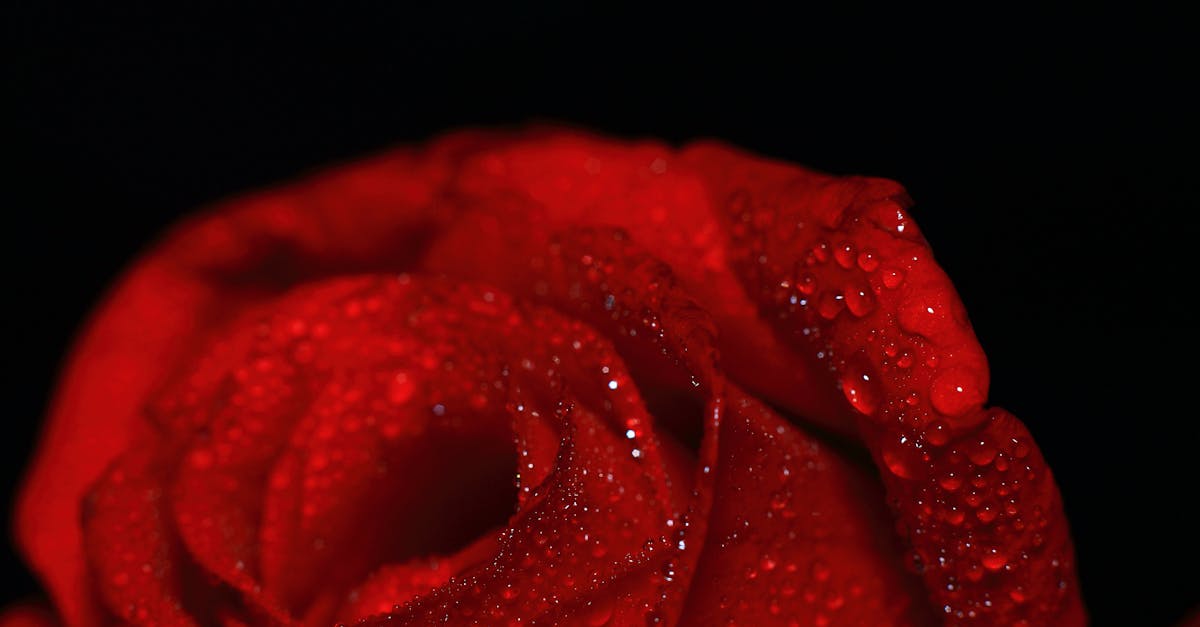 découvrez notre sélection de cadeaux sensuels qui éveilleront les désirs et ajouteront une touche d'intimité à vos moments. parfait pour surprendre et ravir votre partenaire.