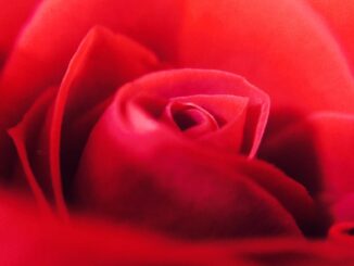découvrez notre collection de cadeaux sensuels, spécialement conçus pour éveiller vos sens et sublimer vos moments d'intimité. offrez une expérience inoubliable avec des articles raffinés et tentants, parfaits pour séduire et se faire plaisir.