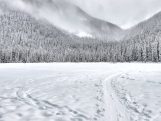 découvrez la magie de la neige : ses paysages enchanteurs, ses activités hivernales et ses moments de pure adrénaline. plongez dans l'univers fascinant des sports d'hiver et laissez-vous emporter par la beauté des flocons et la sérénité des montagnes enneigées.