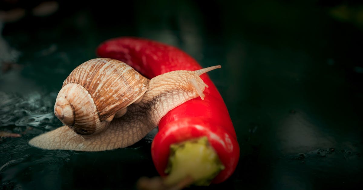 découvrez notre savoureuse nourriture humide pour chats, riche en nutriments essentiels et en saveurs irrésistibles. offrez à votre félin une alimentation saine et équilibrée qui fera le bonheur de ses papilles.