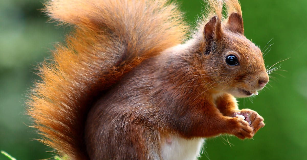 découvrez le fascinant monde des animaux ! explorez leurs comportements, habitats et curiosités à travers des articles captivants et des photographies époustouflantes. apprenez-en plus sur la faune terrestre et marine, des espèces en danger aux animaux familiers.