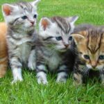 découvrez le monde fascinant des animaux, leur diversité, leurs habitats et leur comportement. plongez dans l'univers animalier et explorez les merveilles de la faune à travers des articles captivants et des récits inspirants.