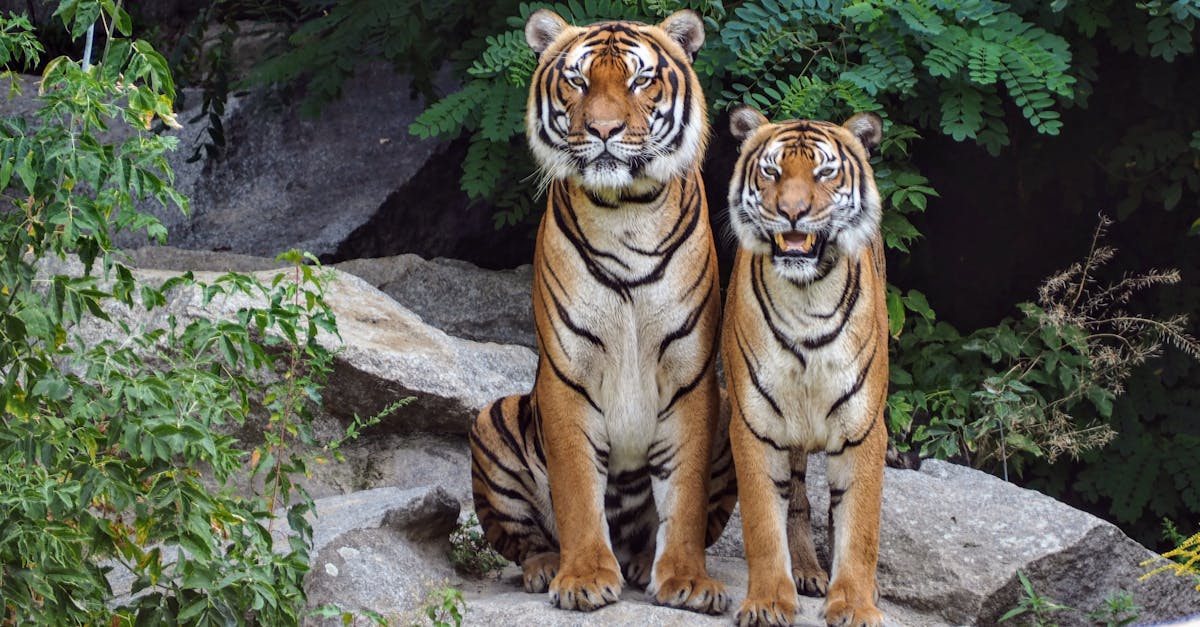 découvrez le monde fascinant des animaux, de leurs habitats naturels à leurs comportements uniques. plongez dans la biodiversité et apprenez-en davantage sur chaque espèce, de la faune terrestre aux créatures marines.