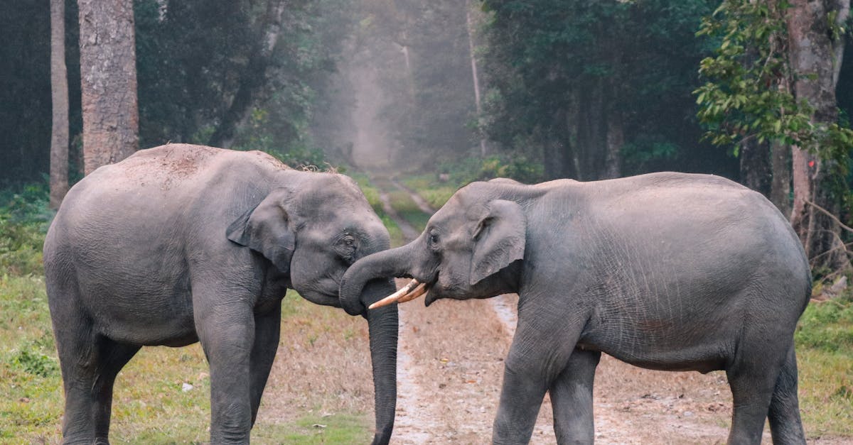 découvrez le monde fascinant des animaux, des créatures majestueuses aux compagnons fidèles. explorez leur habitat, comportement et rôle dans l'écosystème, tout en apprenant à les protéger pour les générations futures.
