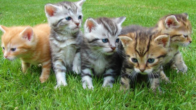 animals découvrez le monde fascinant des animaux, leur diversité, leurs habitats et leur comportement. plongez dans l'univers animalier et explorez les merveilles de la faune à travers des articles captivants et des récits inspirants.