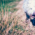 découvrez les secrets du bonheur canin ! apprenez comment améliorer le bien-être de votre chien grâce à des conseils pratiques sur l'exercice, l'alimentation, et l'attention affectueuse. offrez à votre fidèle compagnon une vie pleine de joie et d'épanouissement.