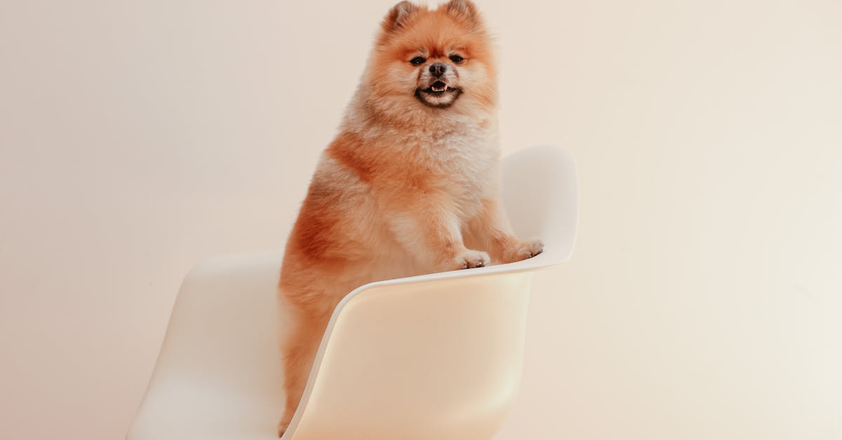 découvrez comment assurer le bonheur de votre chien grâce à des conseils pratiques sur l'éducation, l'exercice et la nutrition. apprenez à créer un environnement joyeux et épanouissant pour votre compagnon à quatre pattes.