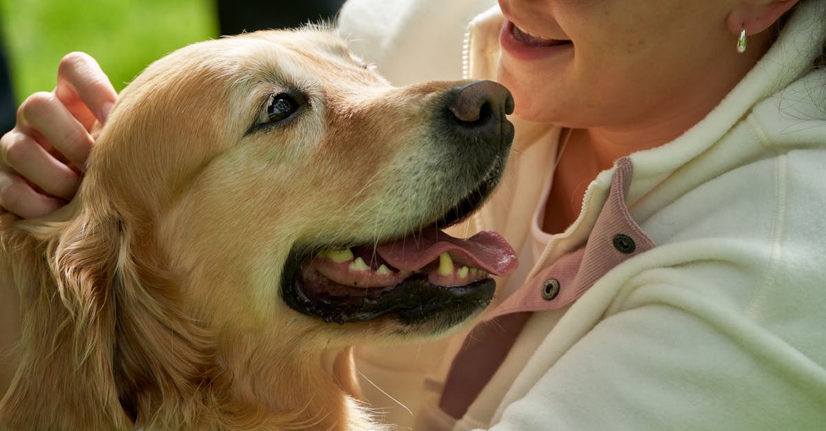 découvrez comment assurer le bonheur de votre chien grâce à des conseils pratiques, des astuces de soins et des activités amusantes. offrez à votre compagnon à quatre pattes une vie épanouissante et joyeuse.
