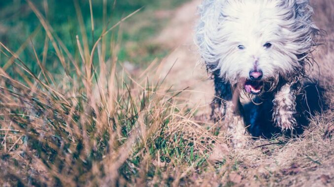 dog happiness découvrez les secrets du bonheur canin ! apprenez comment améliorer le bien-être de votre chien grâce à des conseils pratiques sur l'exercice, l'alimentation, et l'attention affectueuse. offrez à votre fidèle compagnon une vie pleine de joie et d'épanouissement.