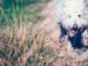 découvrez les secrets du bonheur canin ! apprenez comment améliorer le bien-être de votre chien grâce à des conseils pratiques sur l'exercice, l'alimentation, et l'attention affectueuse. offrez à votre fidèle compagnon une vie pleine de joie et d'épanouissement.